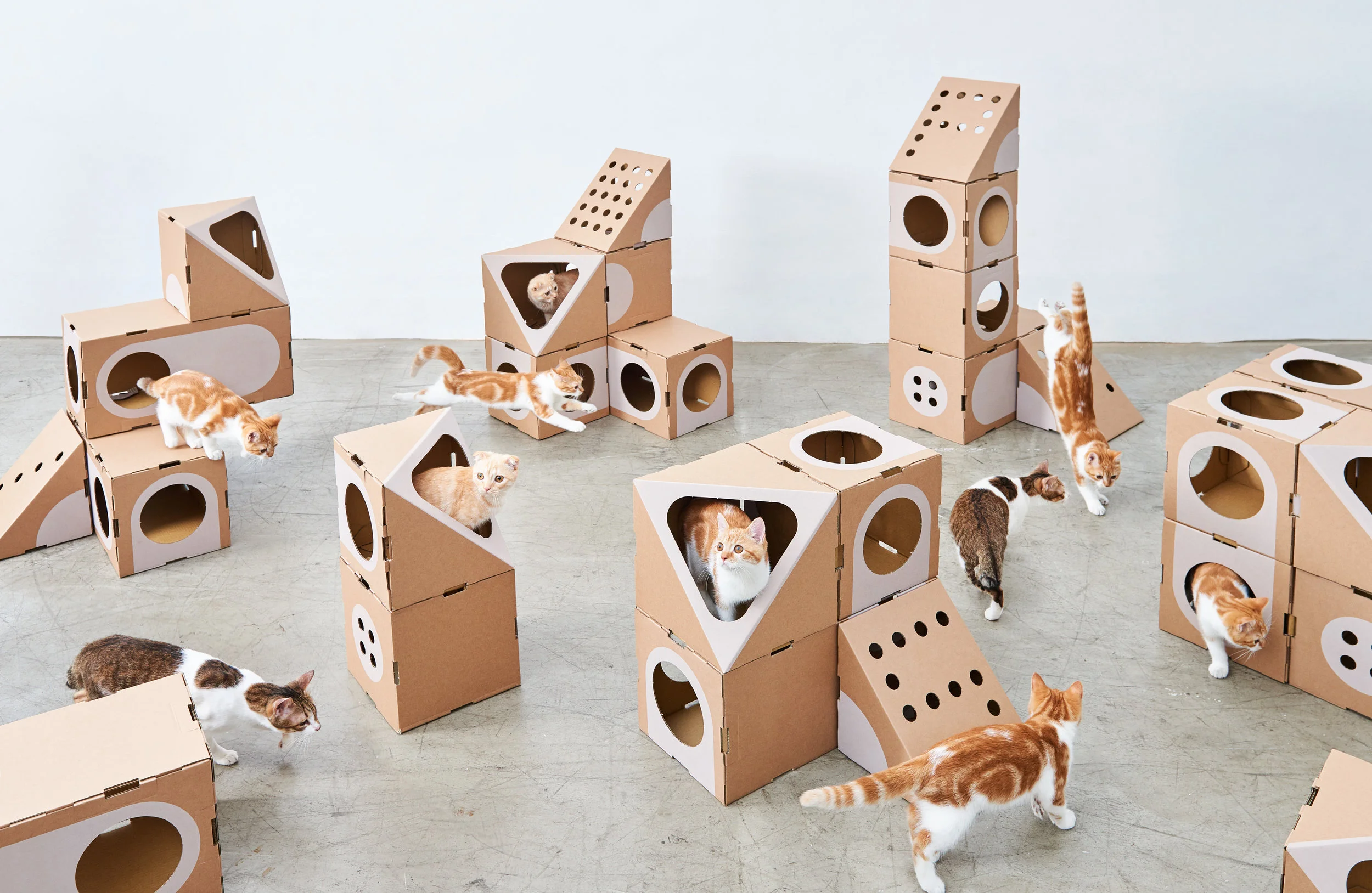 A_CAT_THING_02_StudioW-034.jpg