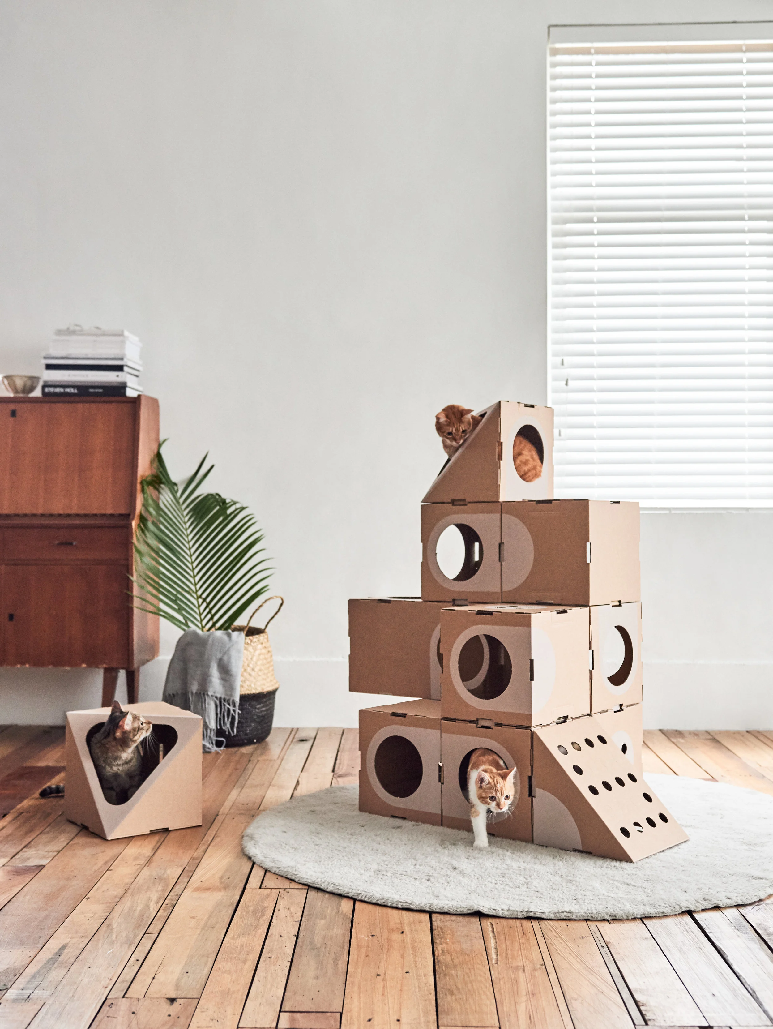 A_CAT_THING_01_Location-075.jpg