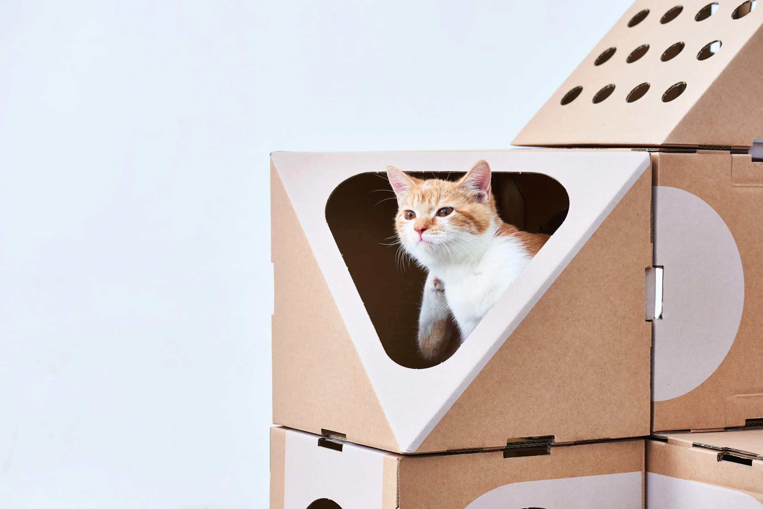 A_CAT_THING_03_CloseUp-002.jpg