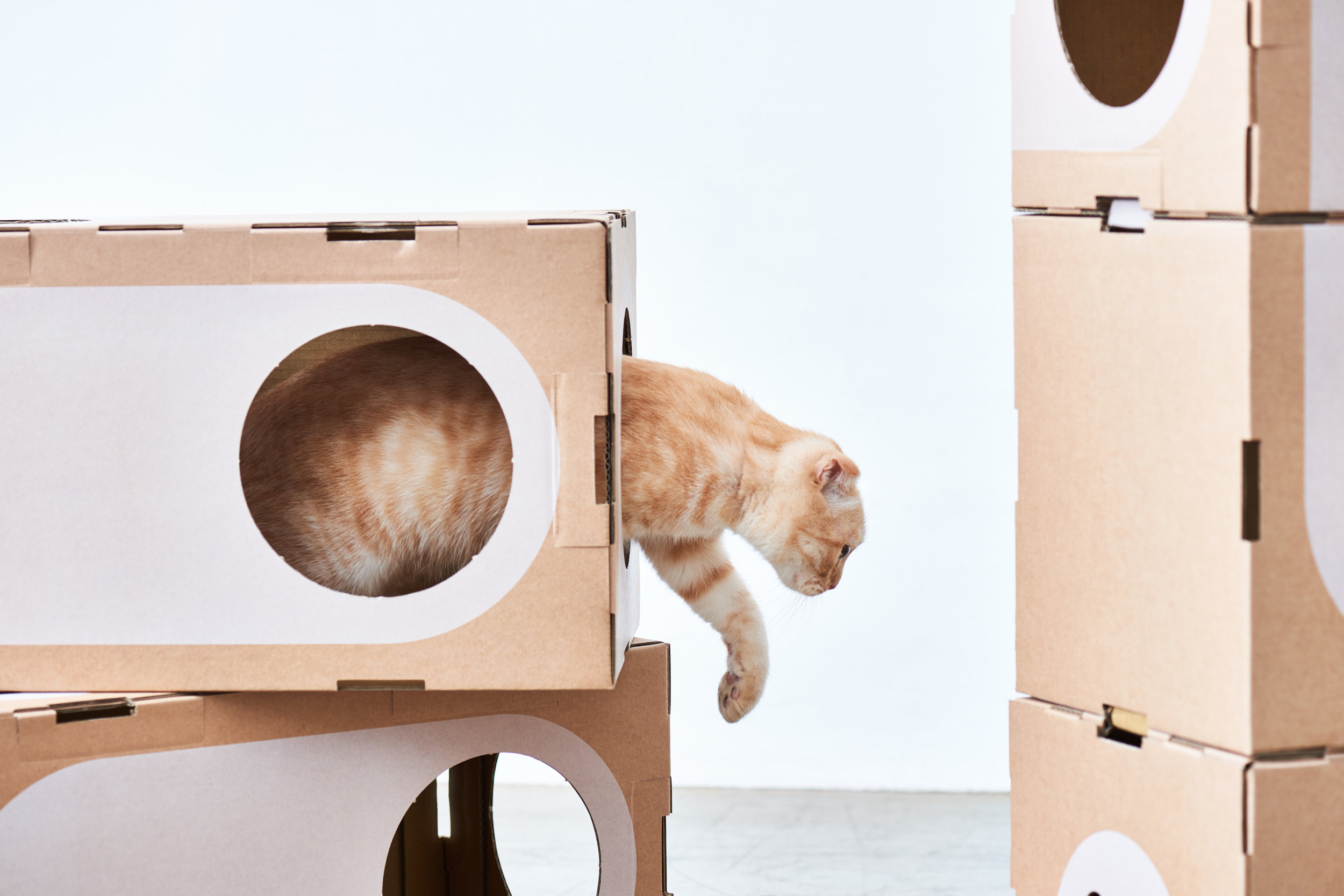 Cat thing. Картонный Лабиринт для кошек. Картонные домики для котов. Дом для кошки из картона. Домик для кошки из картонной коробки.