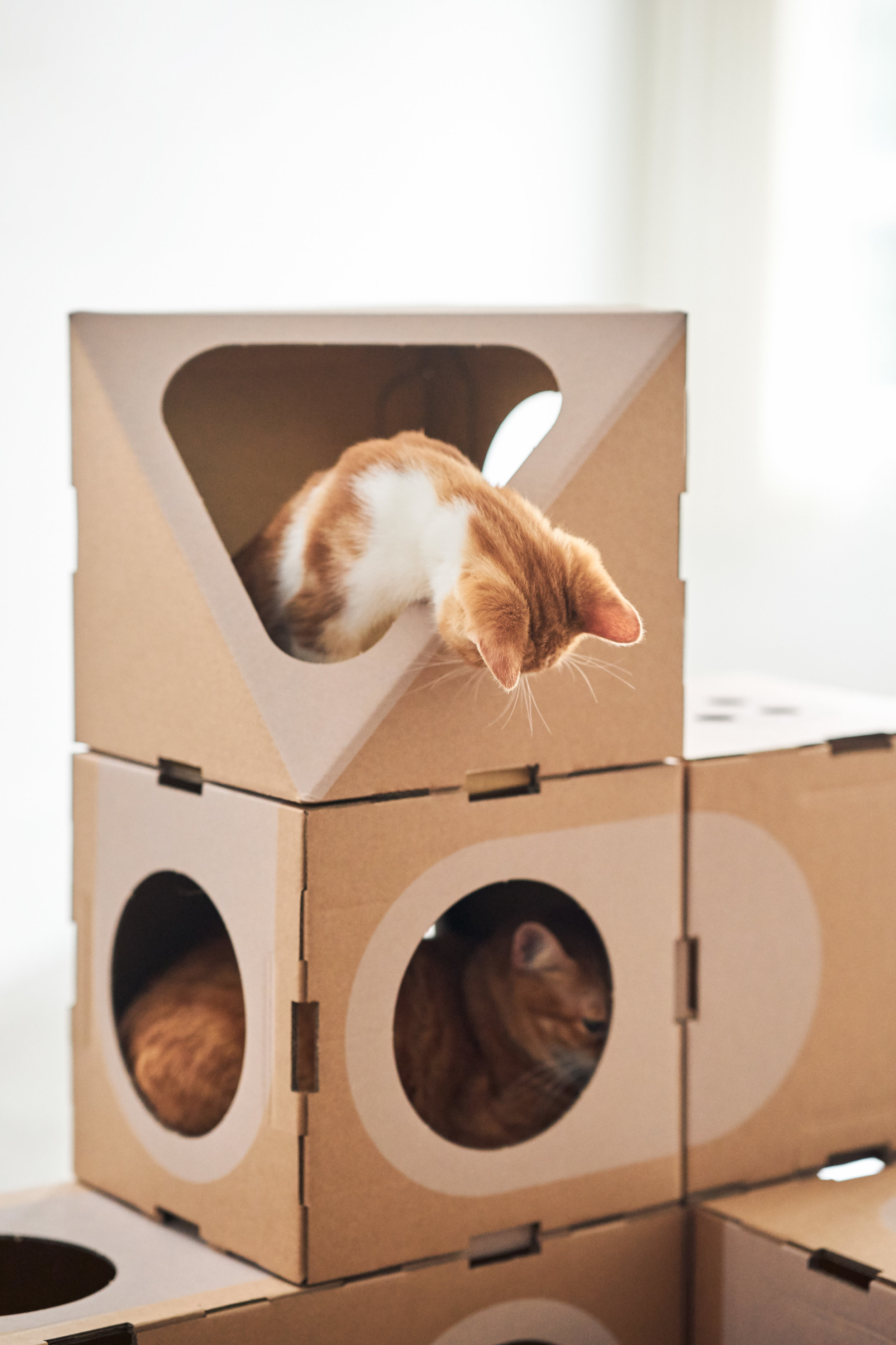 Как сделать домик из коробки для кошки