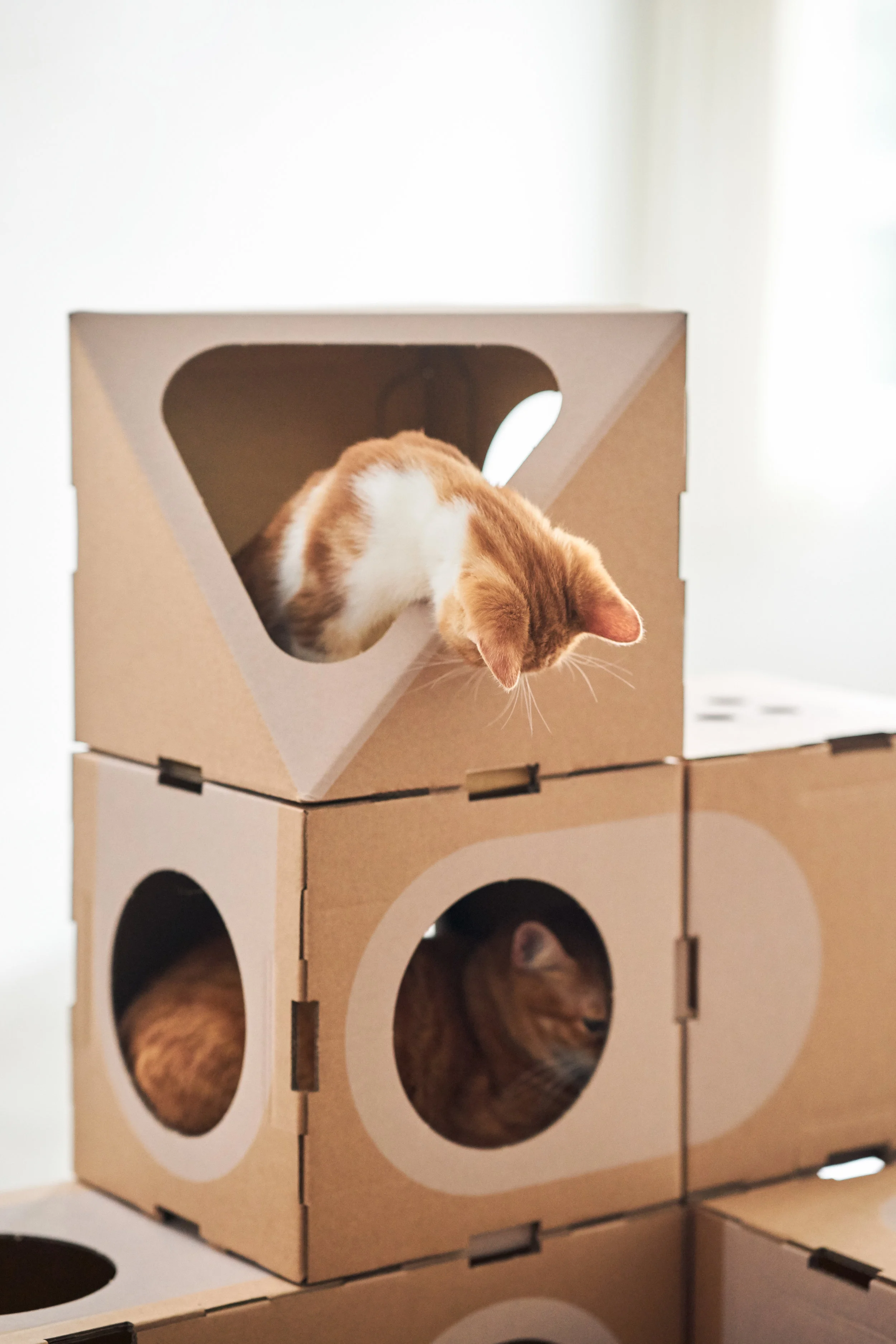 A_CAT_THING_04_Random-028.jpg