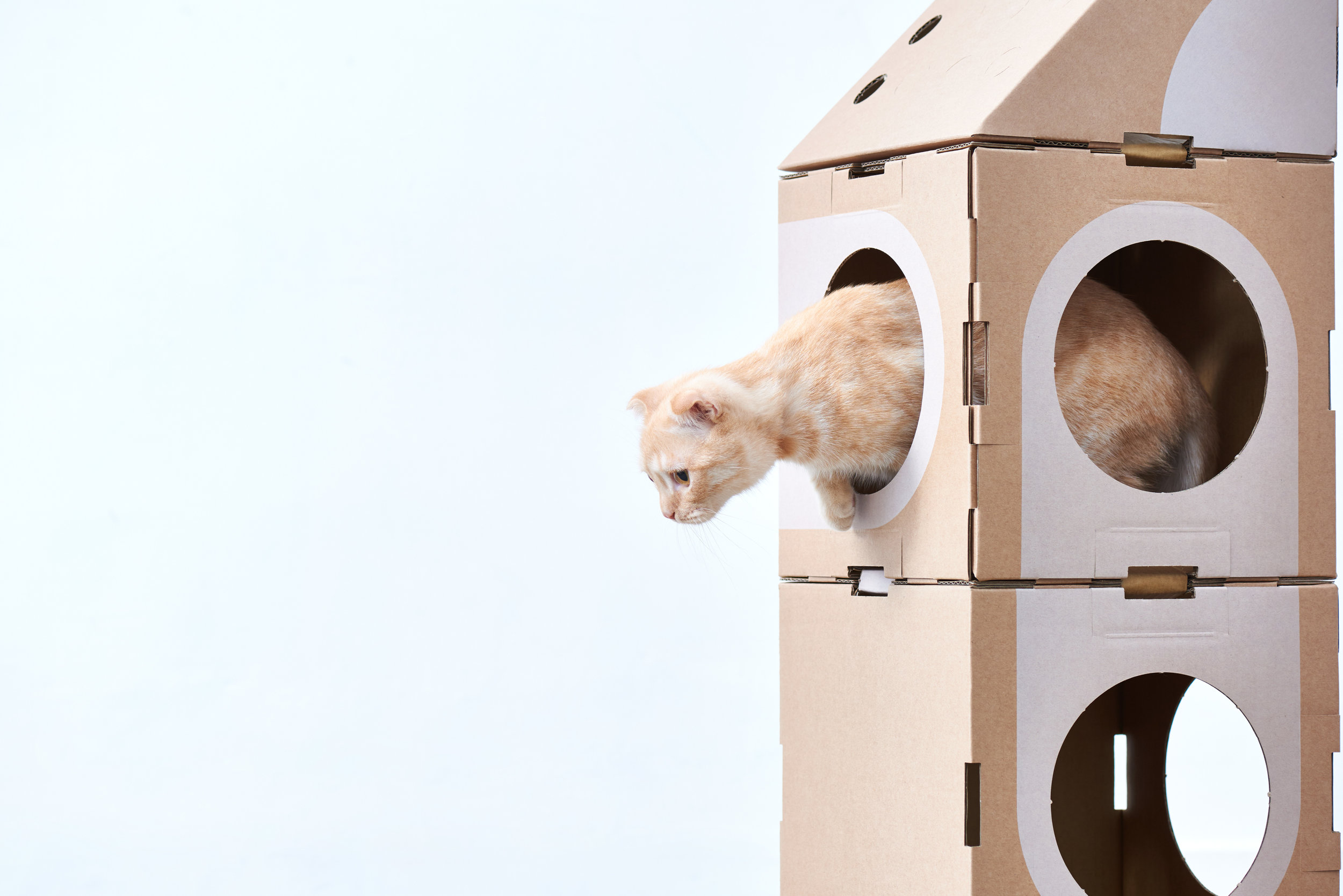 A_CAT_THING_03_CloseUp-005.jpg