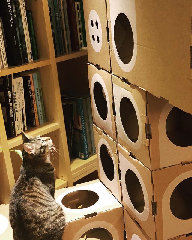 Which room I wanna go🤔...??? Lily has problem making decision😆👌
#acatthing #pusspuss #welovecats #catsofinstagram #cats #adoptdontshop #architechture #design