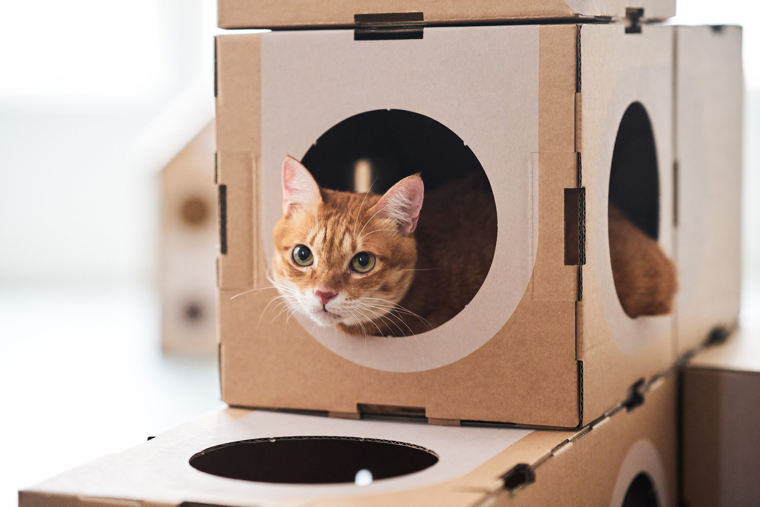 Cat thing. Домик для кошек. Домик для кошки из коробки. Домики для котов из коробок. Дом для кошки из картона.