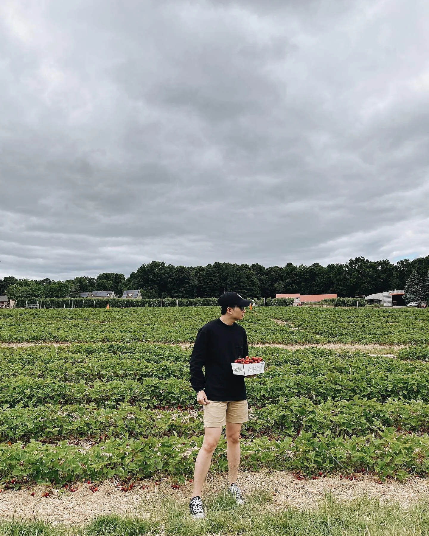 Learned something new today: strawberries are planted on straw bales, hence their name. 😂 
Boston, 06.22