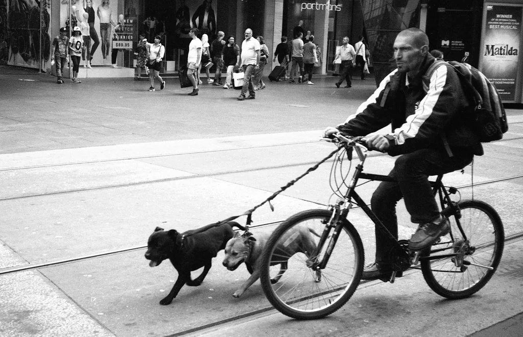 Stephen Bowater - Man on bike with dogs