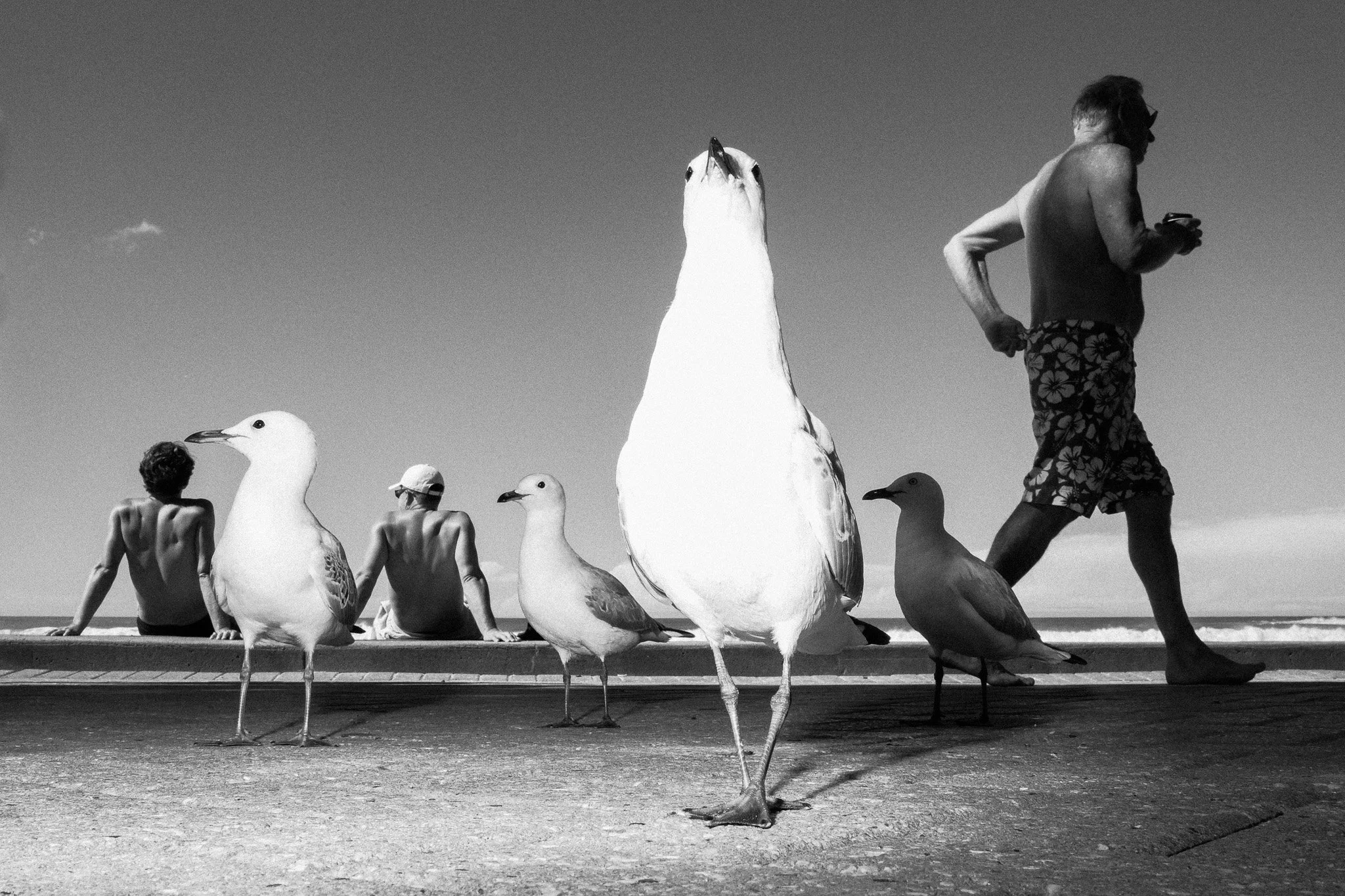 Seagull, Gavin Libotte