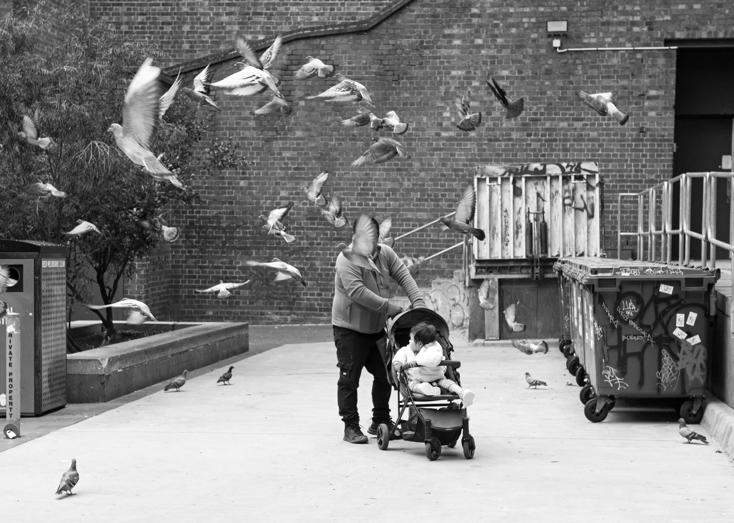 Pigeons, Nichole Maybury