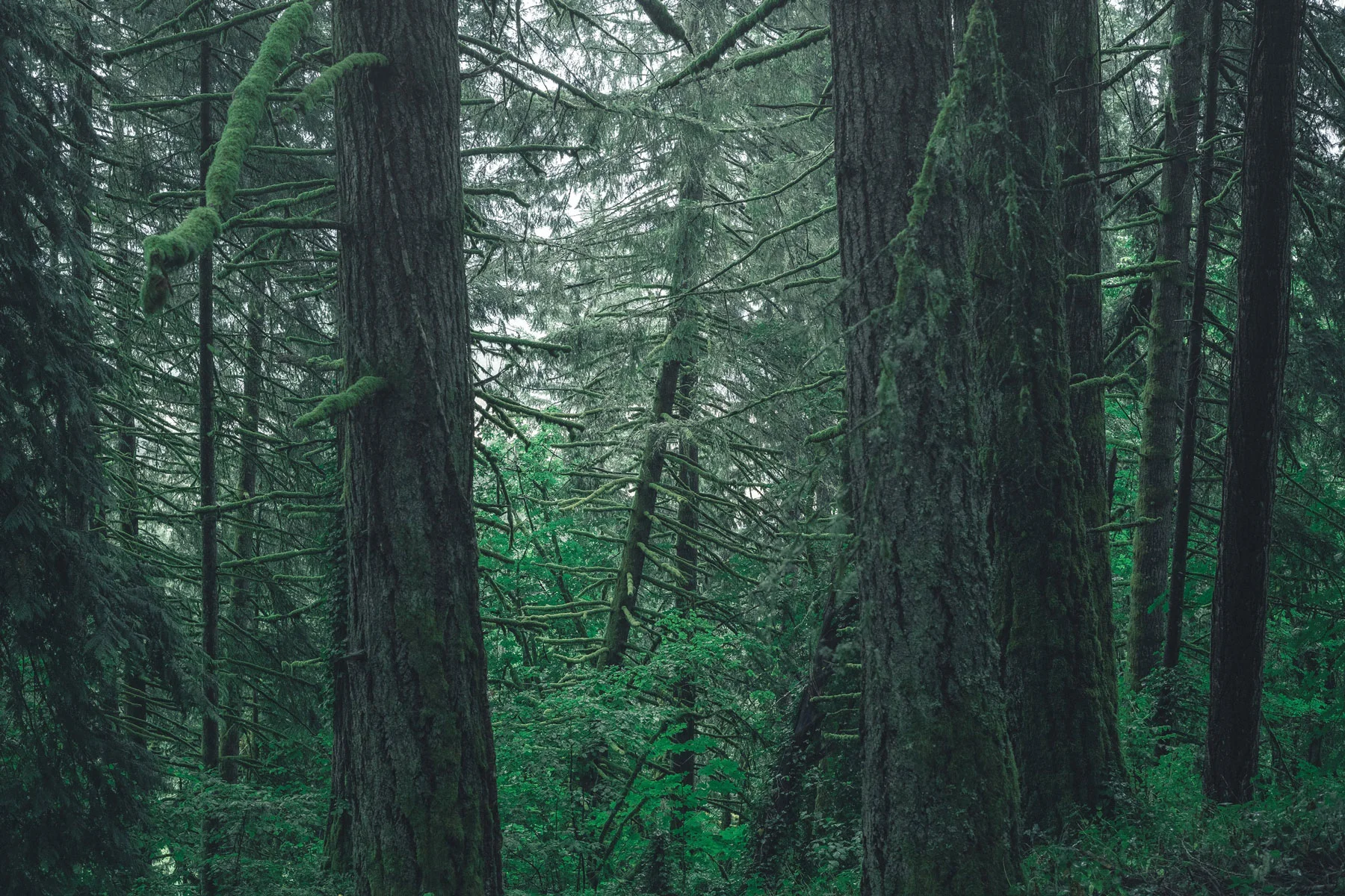 Cristofer_Jeschke_PNW_Summer_Rain--3.jpg