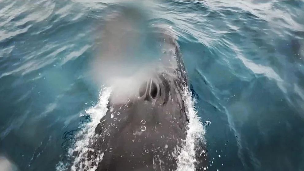 DJI Stories - Snotbot Ocean Alliance Story- Pushing the Frontiers of Whale Research