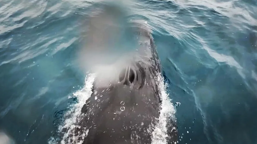 DJI Stories - Snotbot Ocean Alliance Story- Pushing the Frontiers of Whale Research