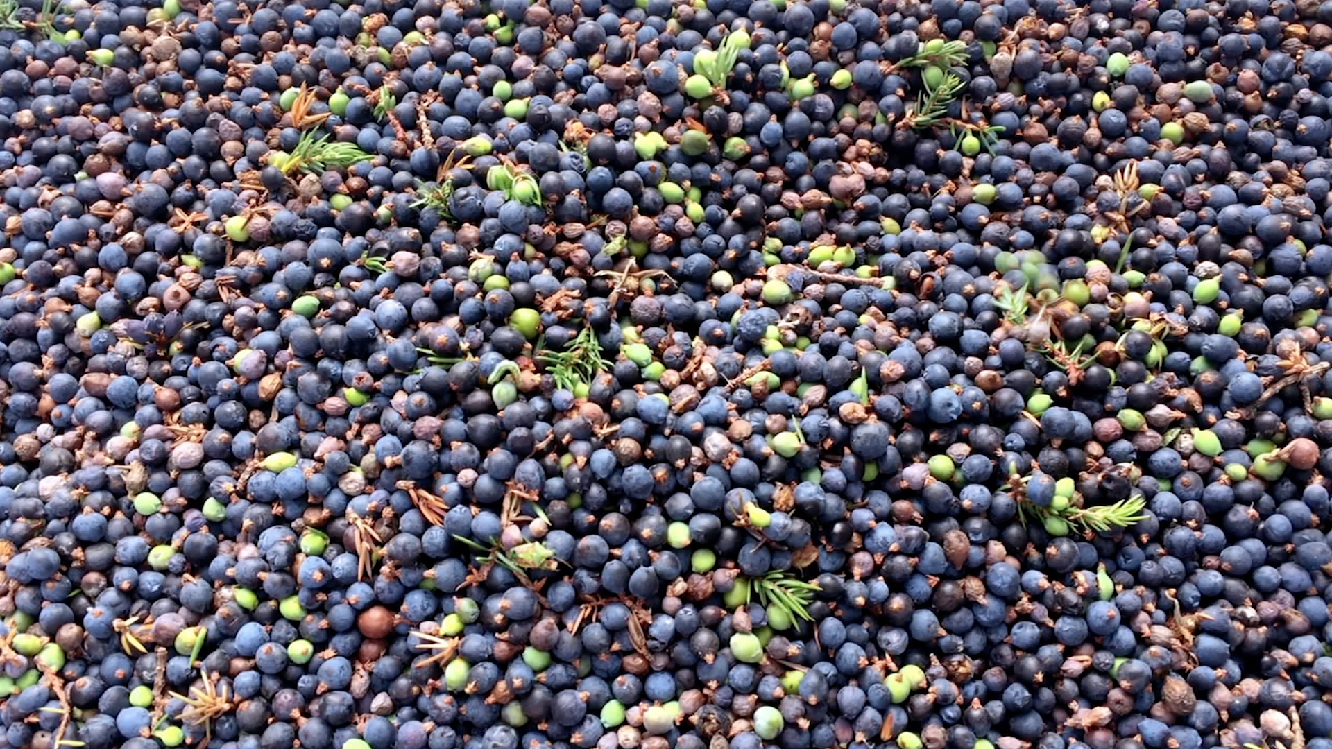 Lahhen-juniper-drop-screen.png