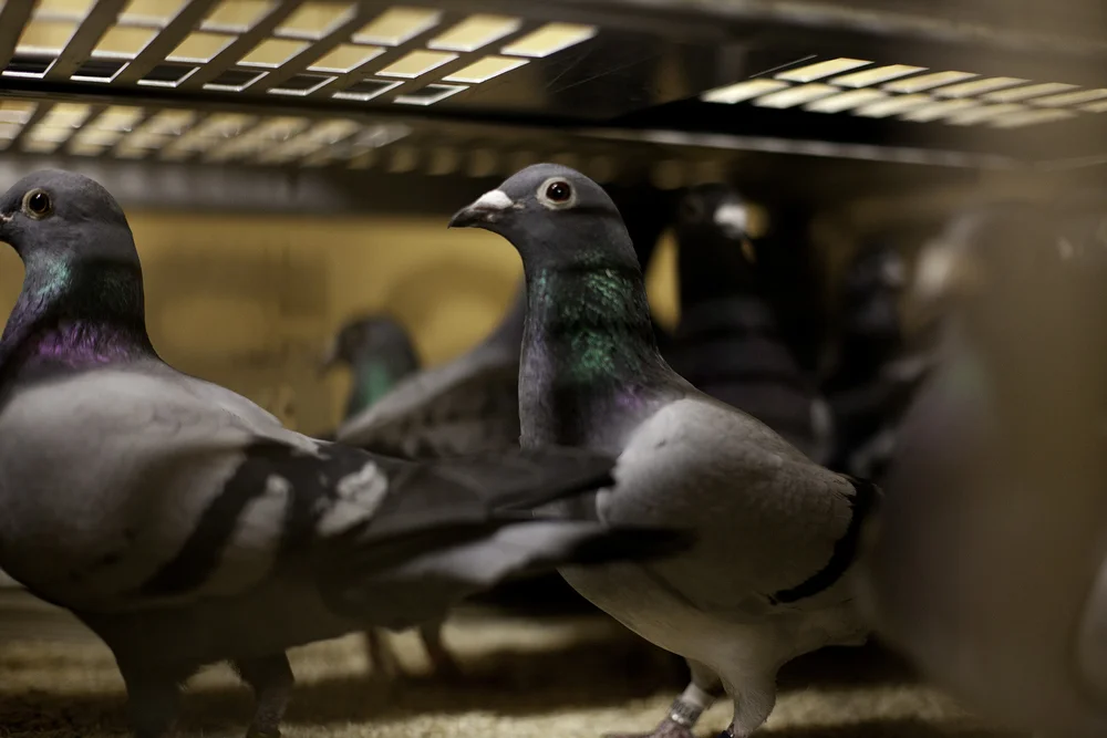 pigeon8.jpg