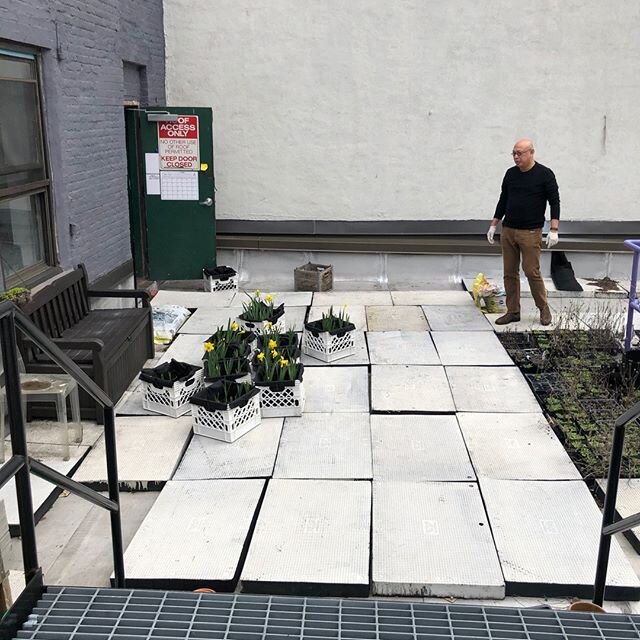 TINY PLOTS PROJECT - End of Feb, the weather was nice, so we brought the crates down from the roof to install our Sidewalk Daffodil Field in front of Prime Produce.  #Daffodils #daffodilproject #NewYorkersforParks #NewYorkCity #SidewalkGarden #Public