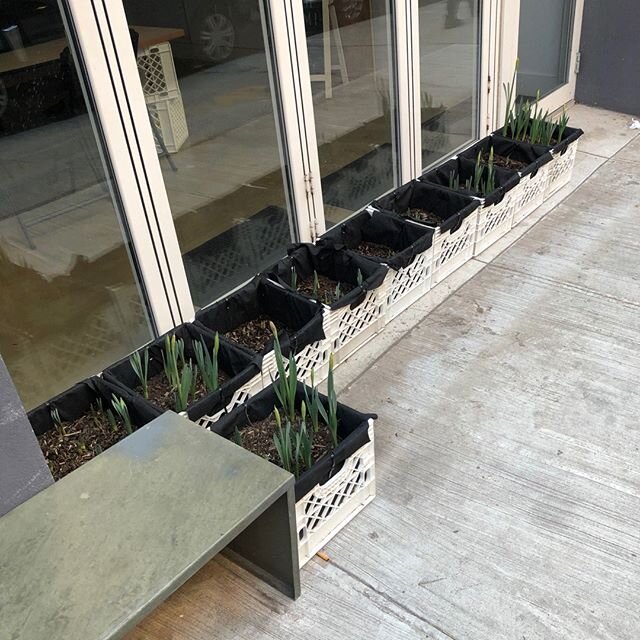 TINY PLOTS PROJECT - This was the beginning of the Sidewalk Daffodil Field outside of Prime Produce.  It happened at the end of February.  #Daffodils #daffodilproject #NewYorkersforParks #NewYorkCity #SidewalkGarden #PublicSpace #milkcrategardens #ma