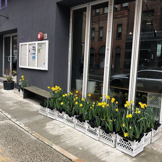 TINY PLOTS PROJECT - Then in April the Sidewalk Daffodil Field looked like this!  #Daffodils #daffodilproject #NewYorkersforParks #NewYorkCity #SidewalkGarden #PublicSpace #milkcrategardens #makegardens #rooftopgarden #urbangardening #tinyplotsprojec