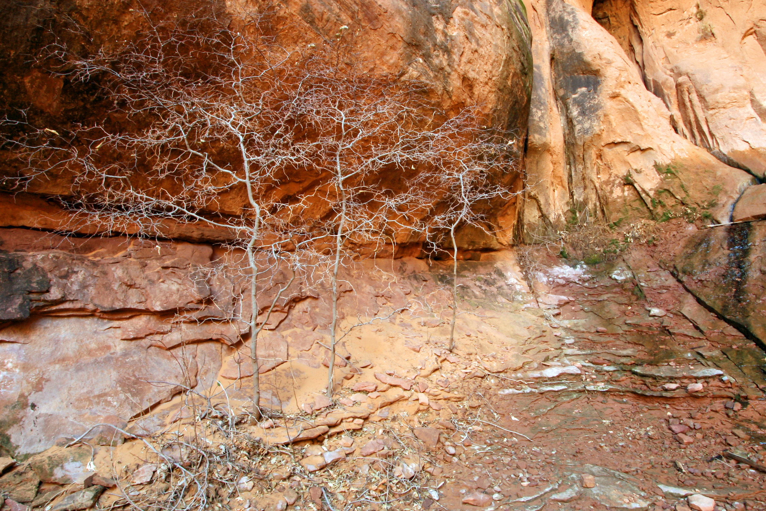 Negro Bill Canyon