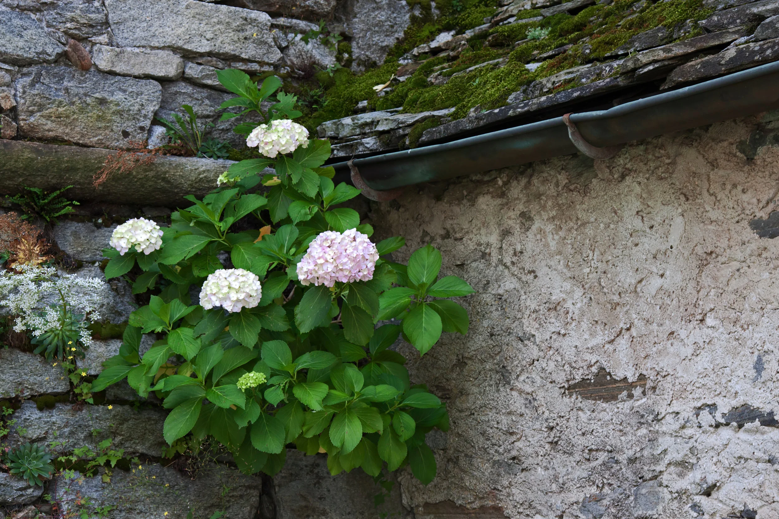 IMG_2925 Edited_filtered.jpg