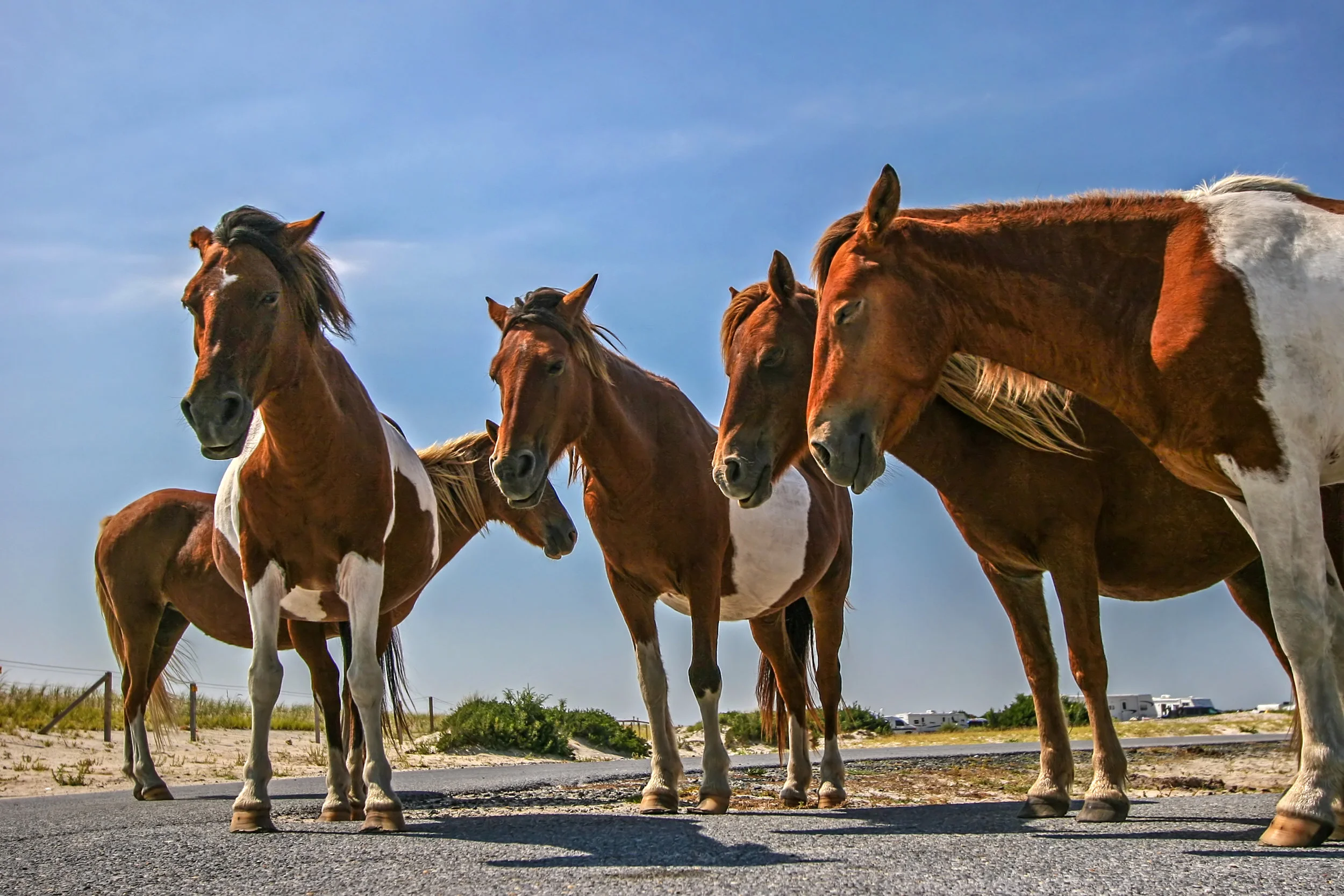 Assateague