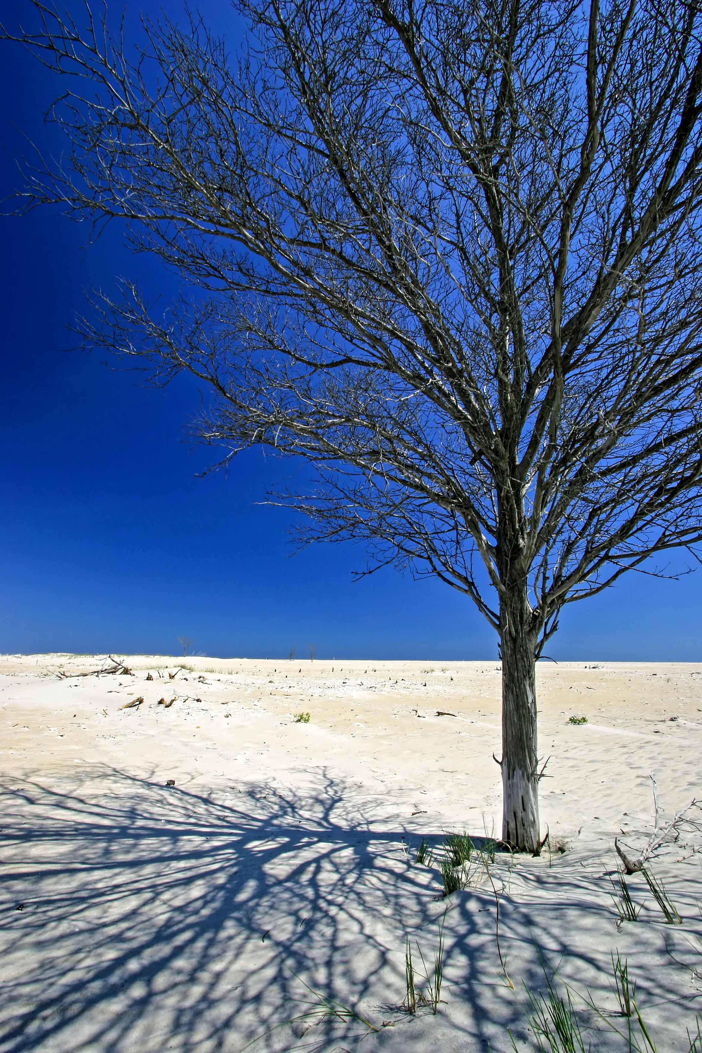 Assateague