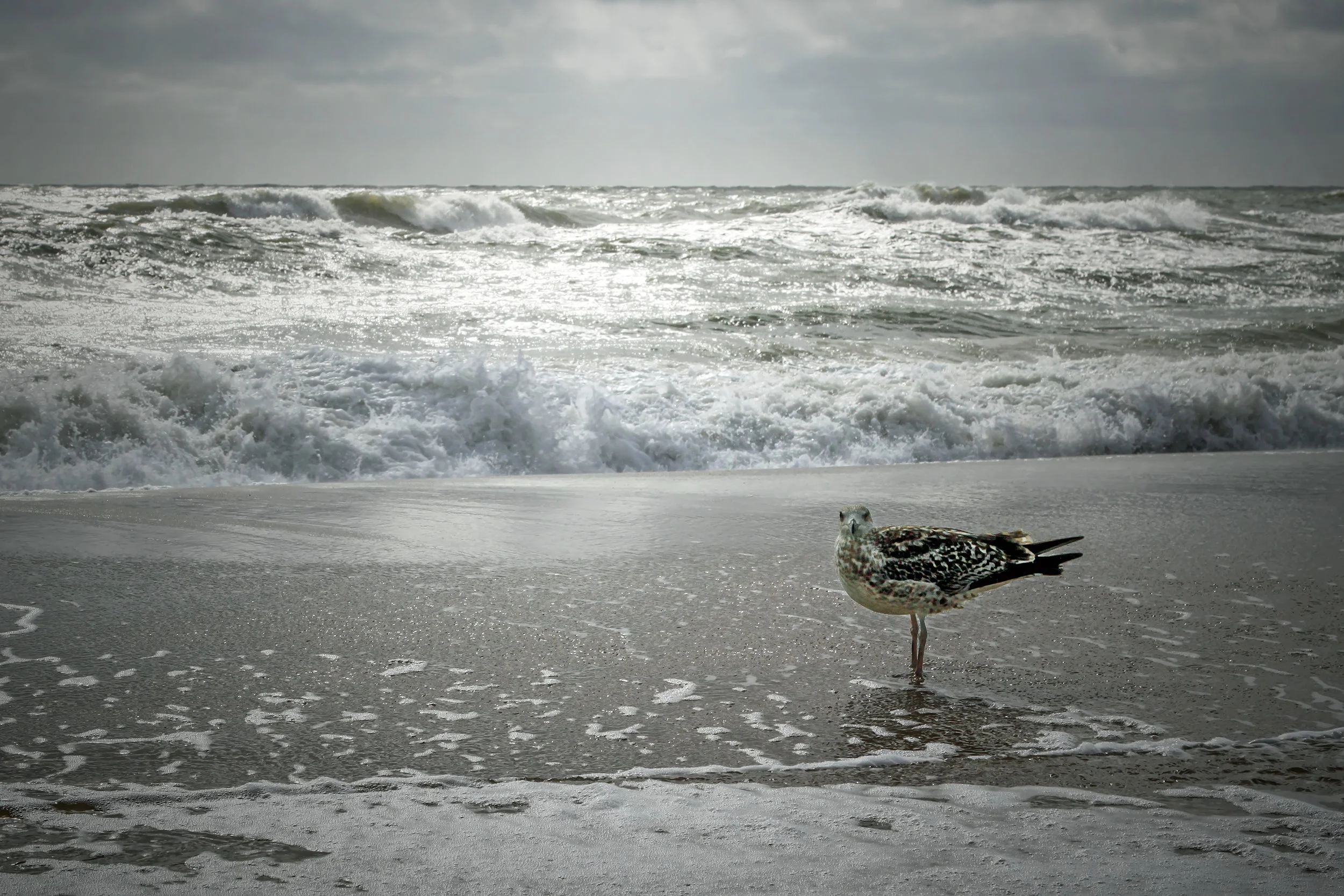 Assateague