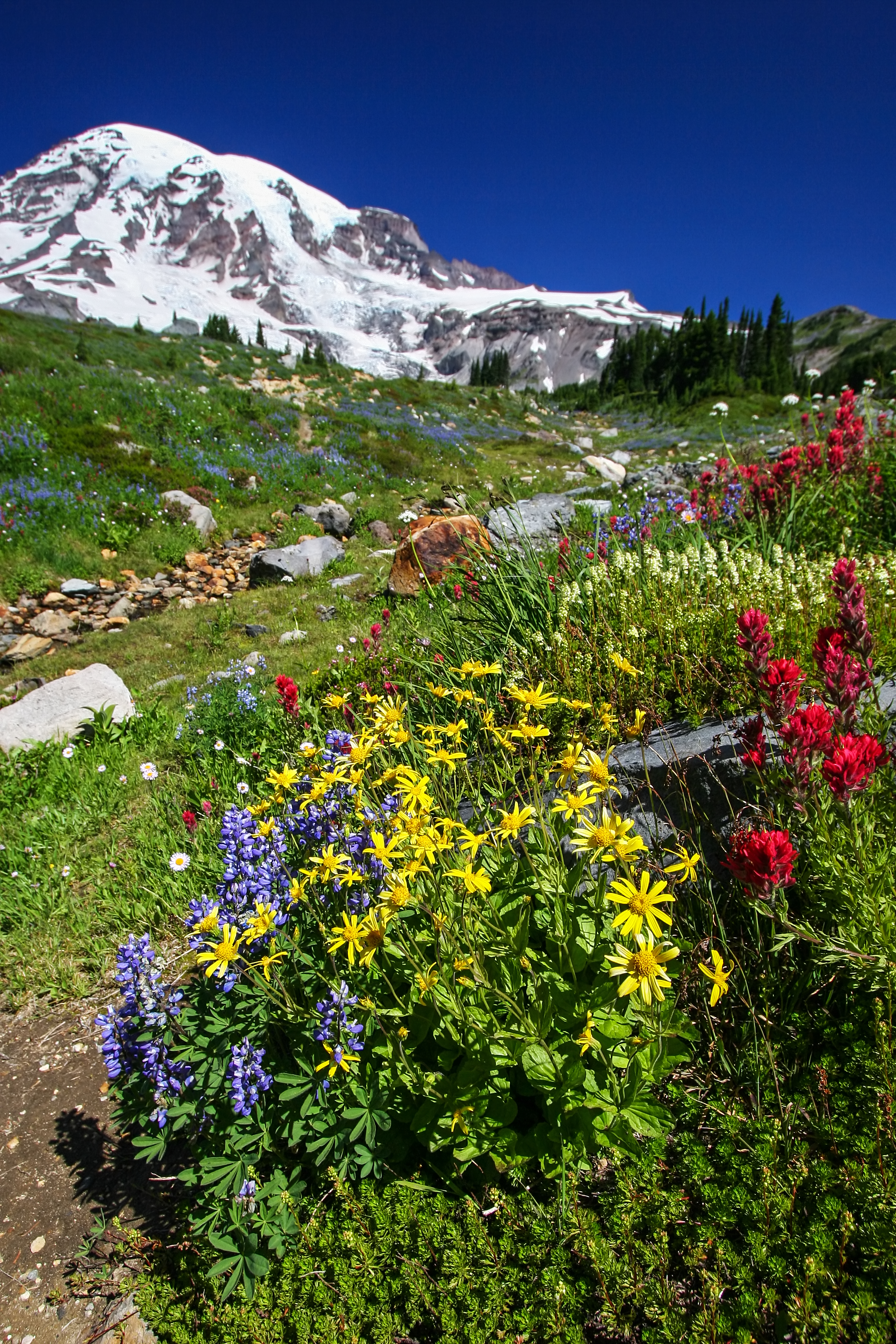 Mount Rainier
