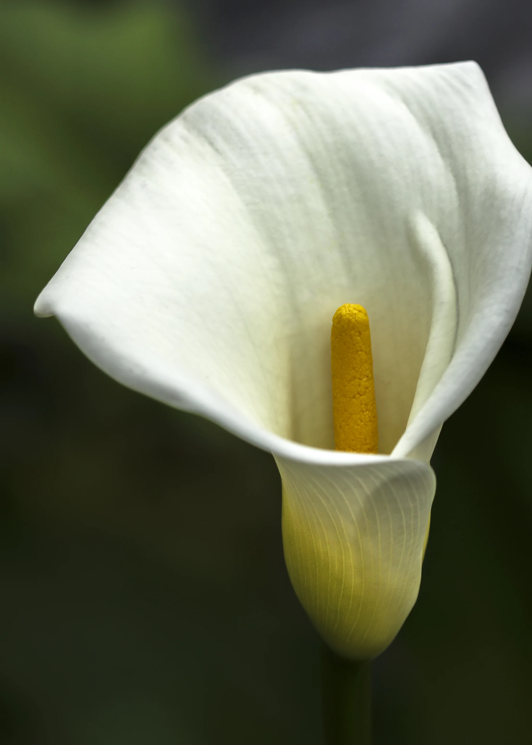 Cala Lily