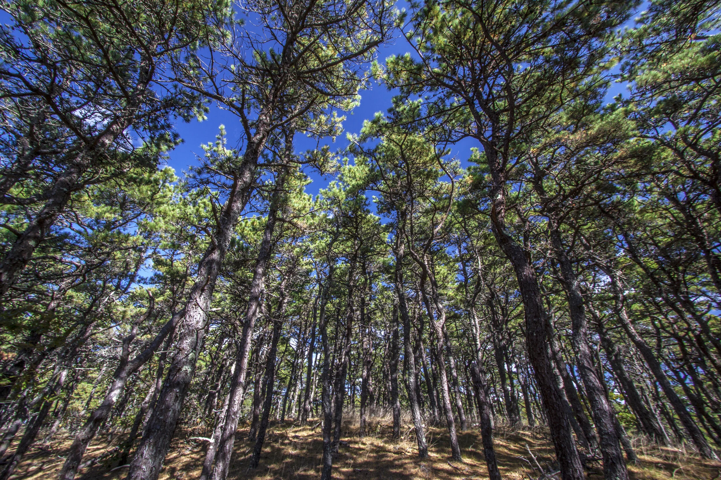 Pitch Pine Forest on Great Island
