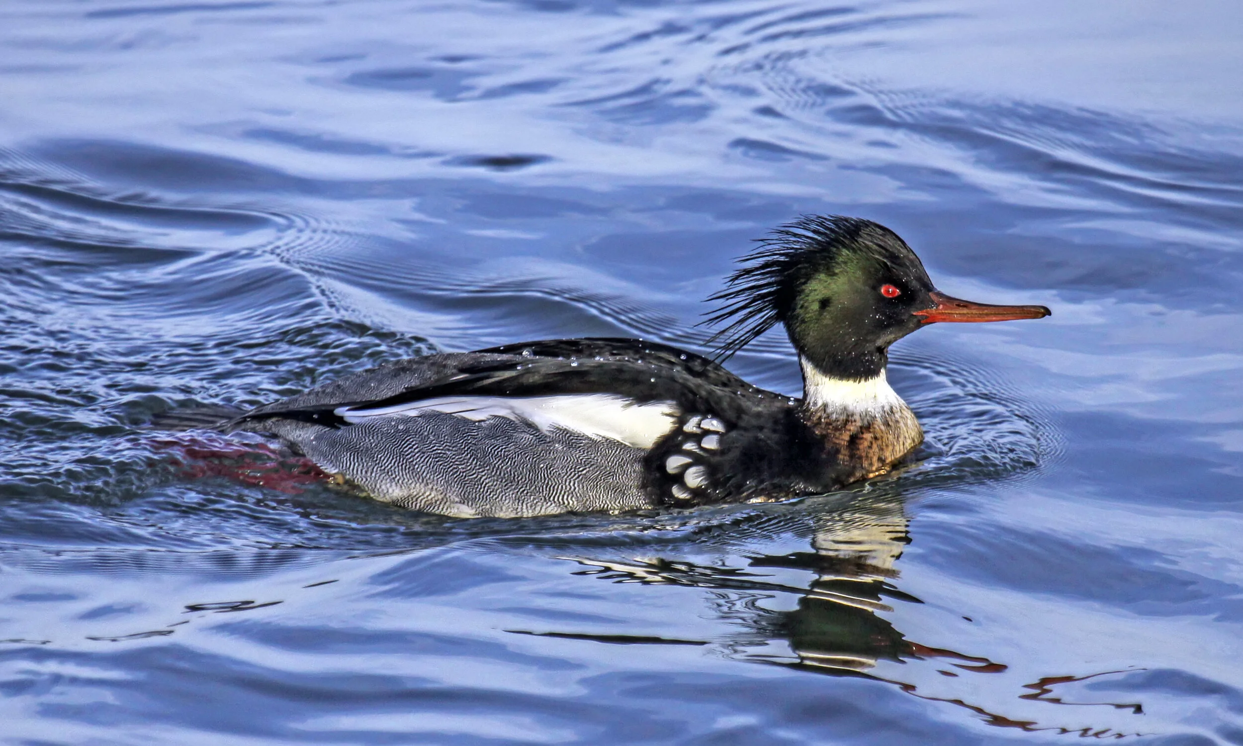 Red-breasted Merganser