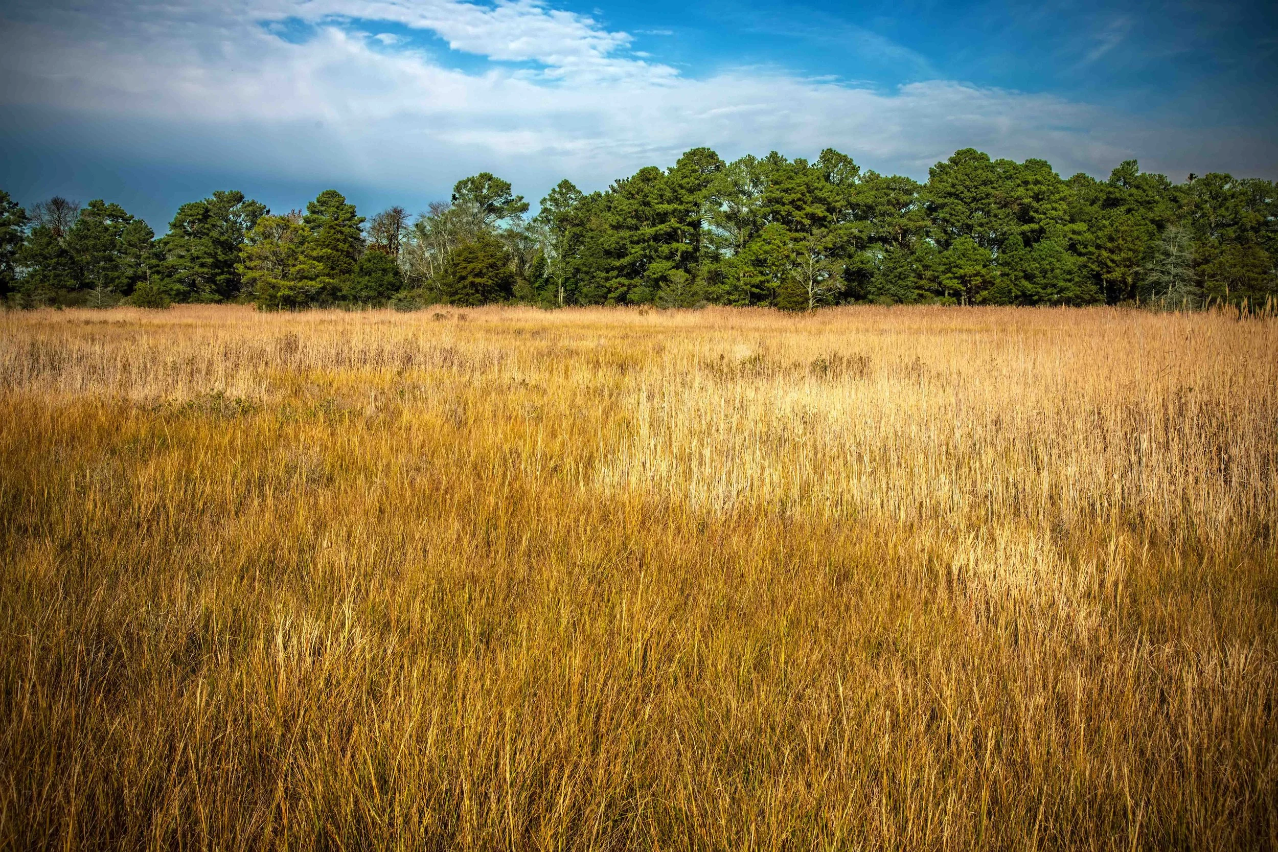 Chesapeake Estuary