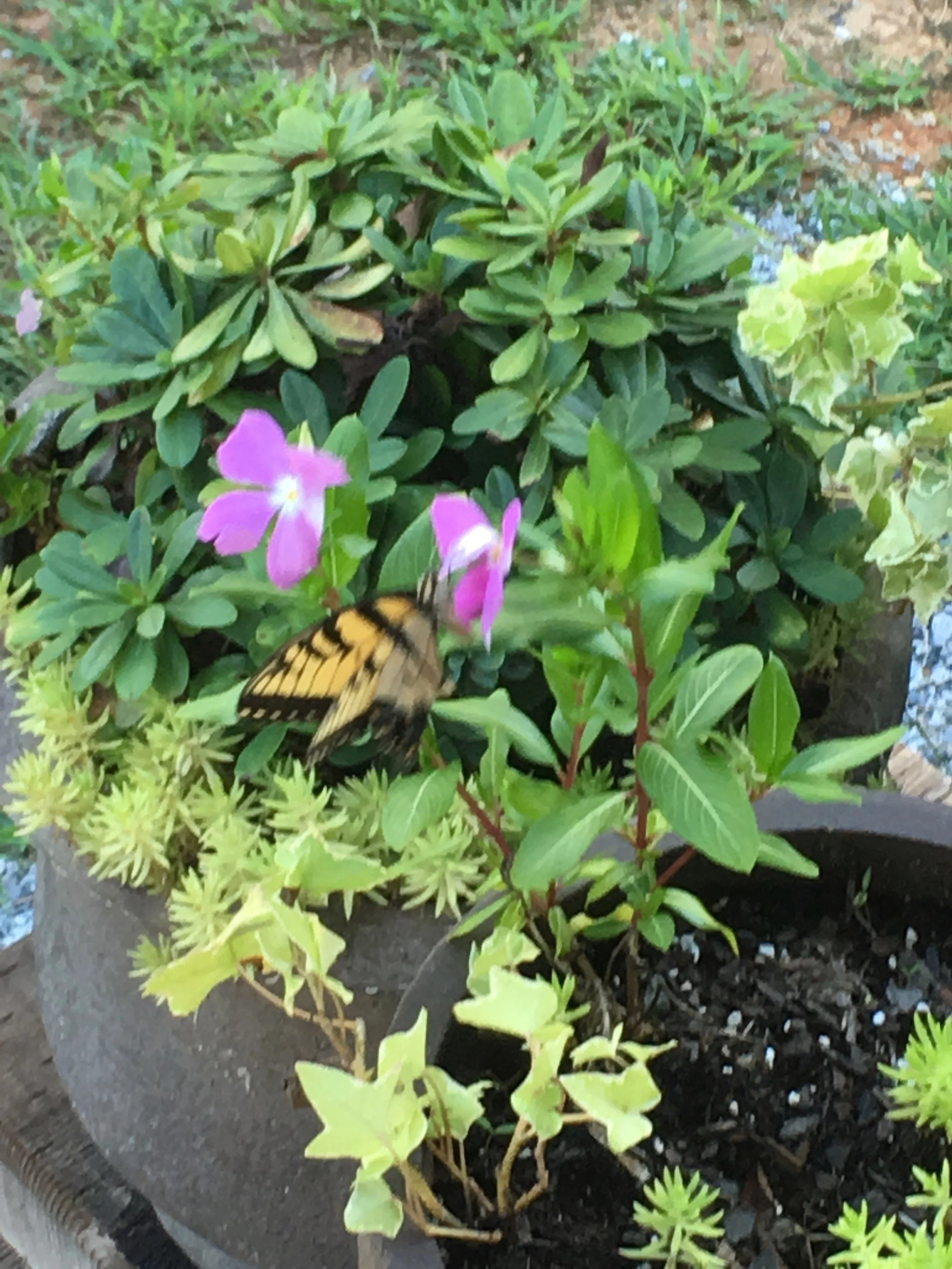 butterfly.jpg