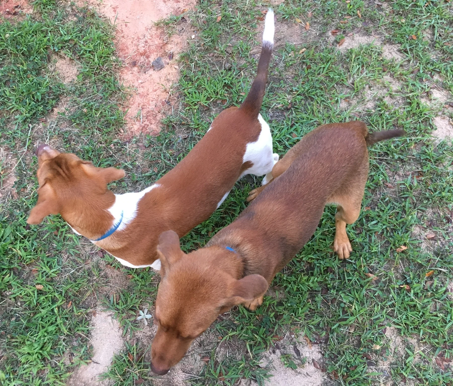 more-stray-dogs.JPG