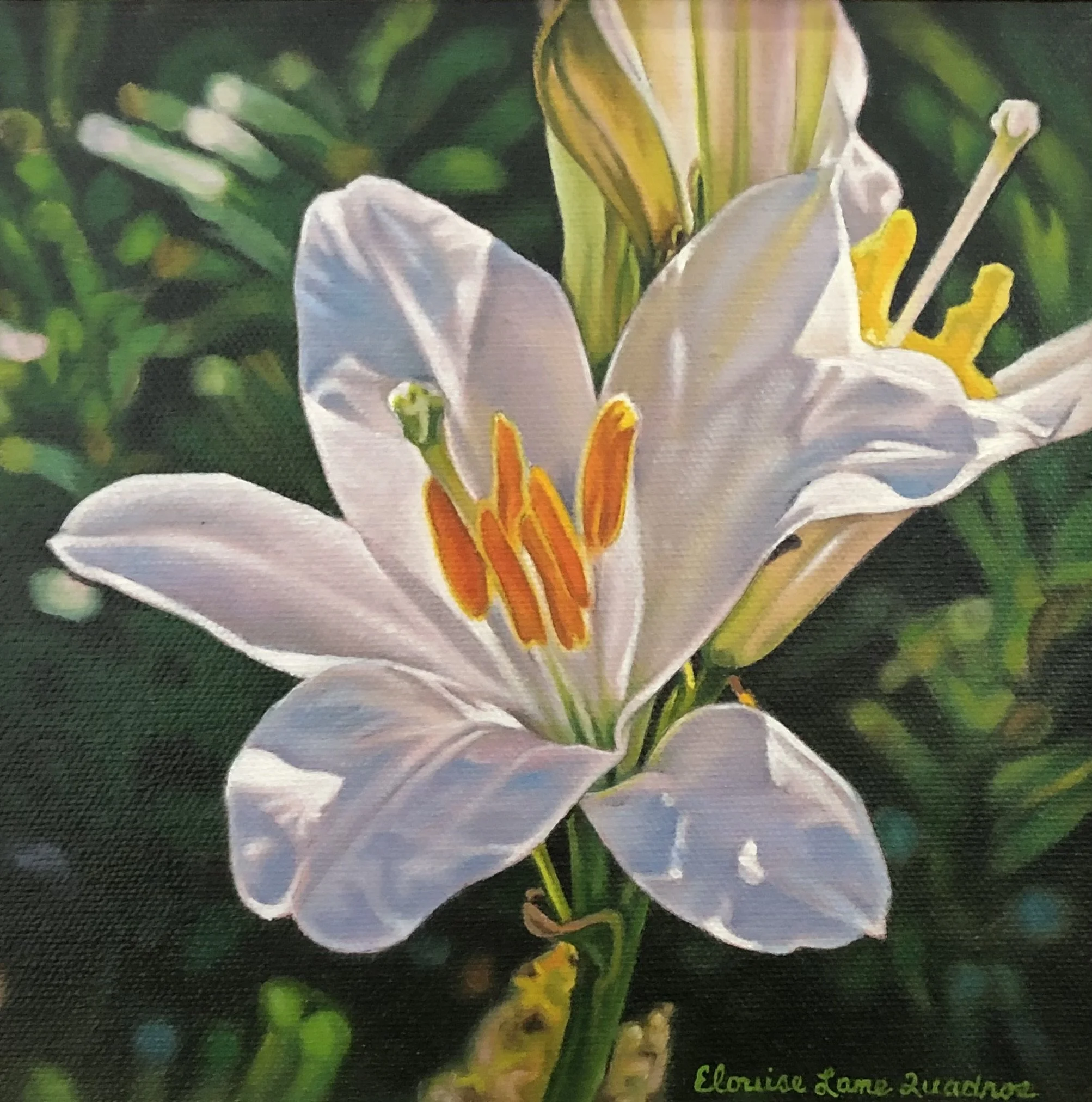 "White Lily Candidum" original oil 8"x8" $425.00-SOLD