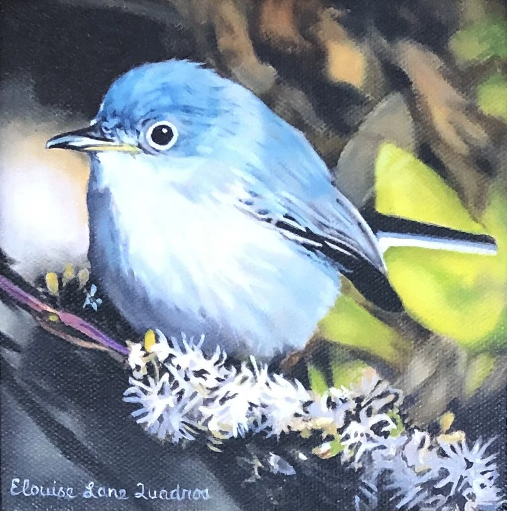 "Blue Gray Gnatcatcher" original oil 6"x6" contact gallery-SOLD