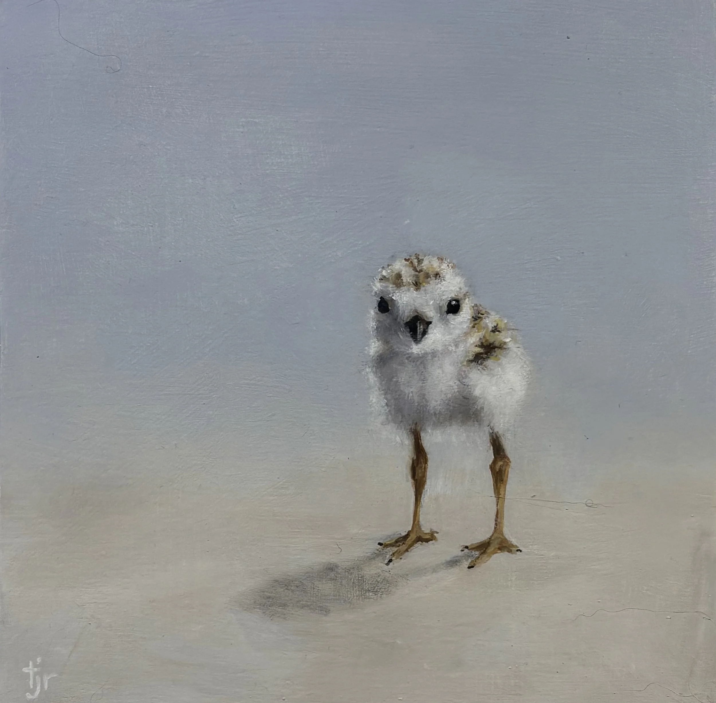 "Plover Chick" original oil, 6"x6", $450.00