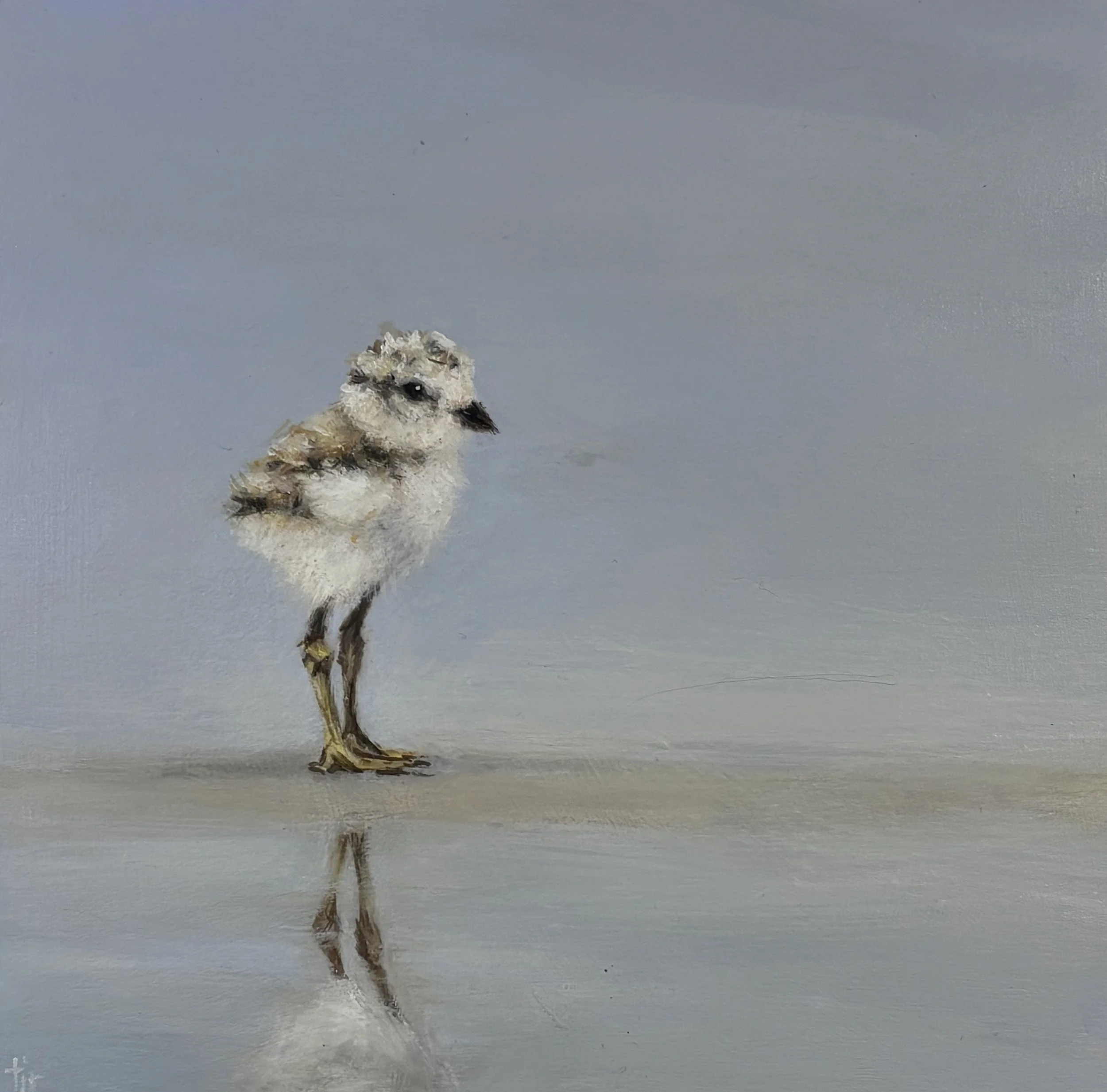"Plover chick 2" original oil, 6"x6", $450.00