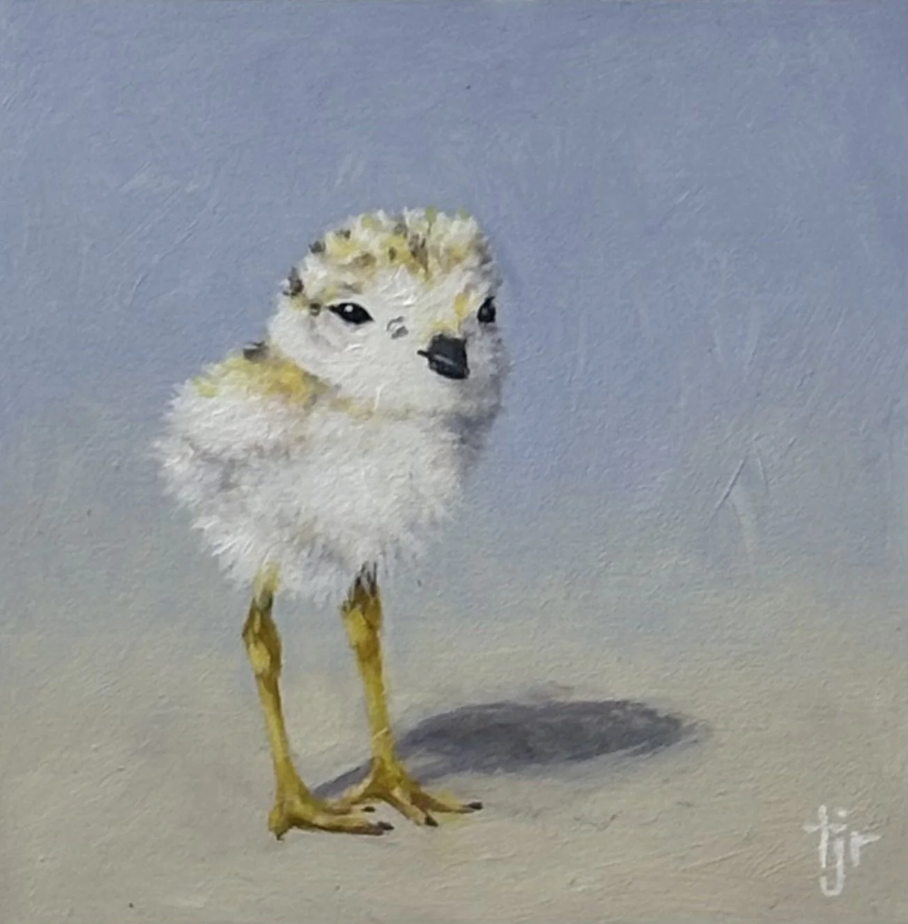 "Plover Chick 1" original oil, 4"x4", $275.00