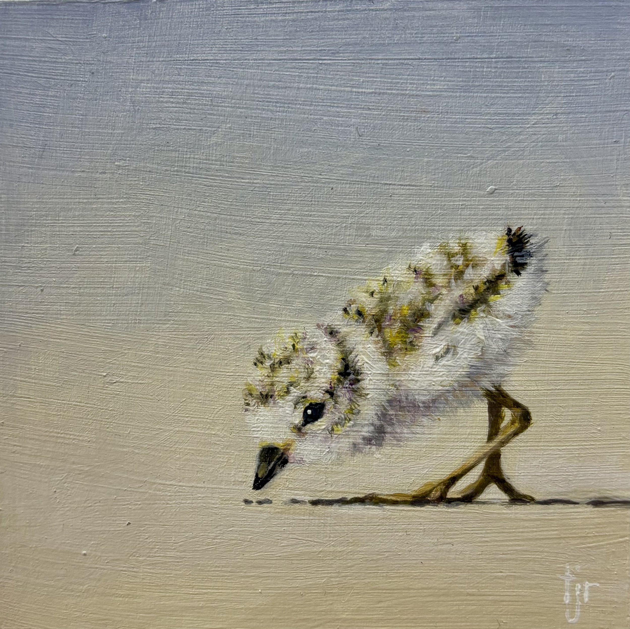"Plover Chick 2" original oil, 4"x4", $275.00