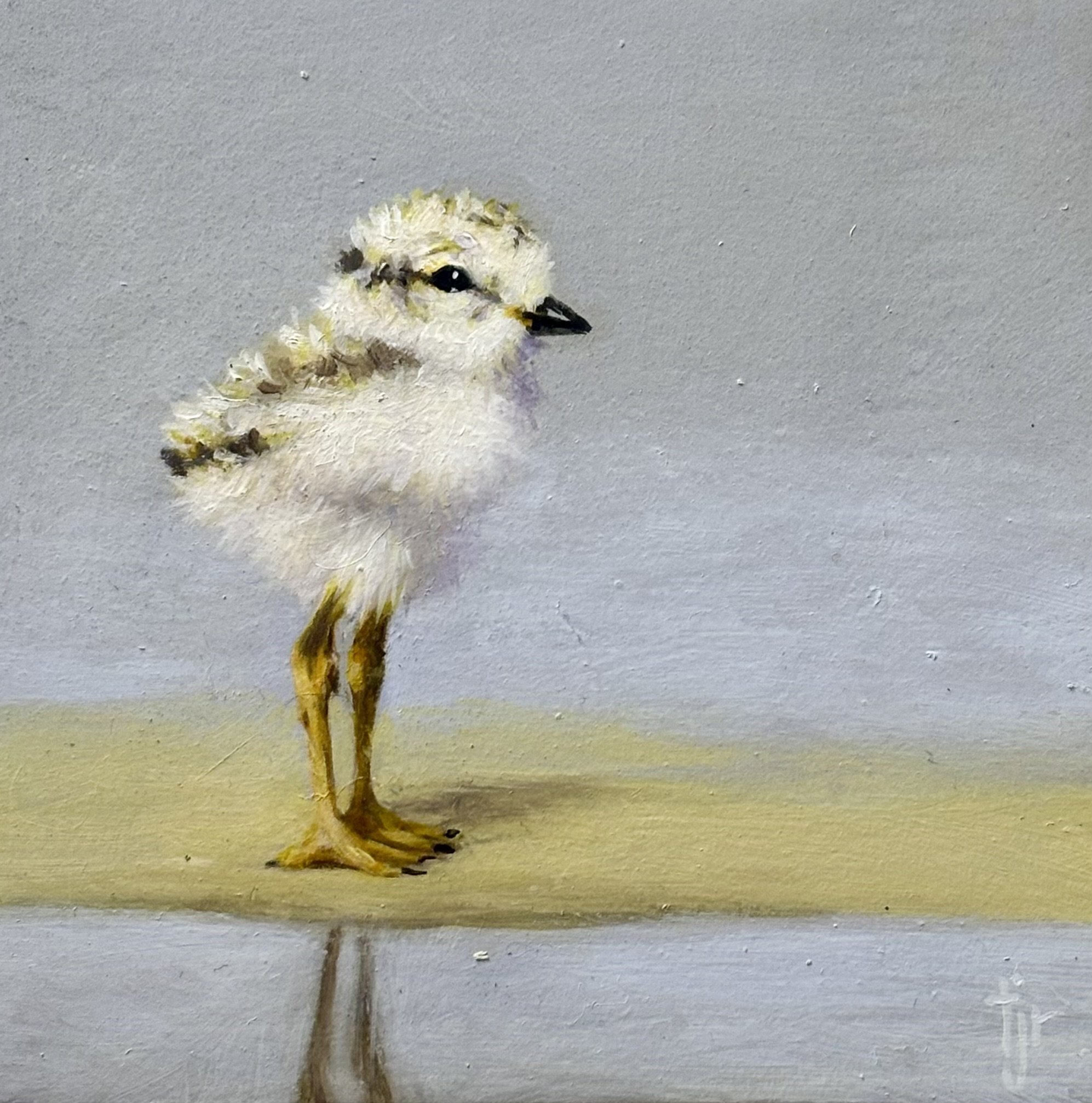 "Plover Chick 3" original oil, 4"x4", $275.00