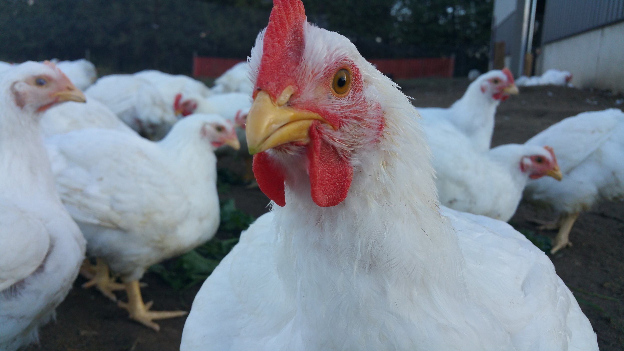 Older Chicken.jpg