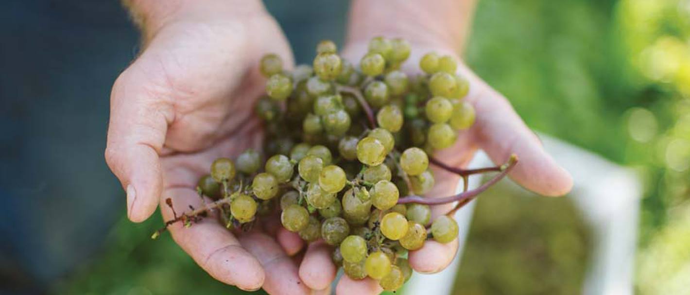 grapes-header.jpg