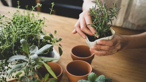 DIY Tea Herb Garden Kit - Grow and Make