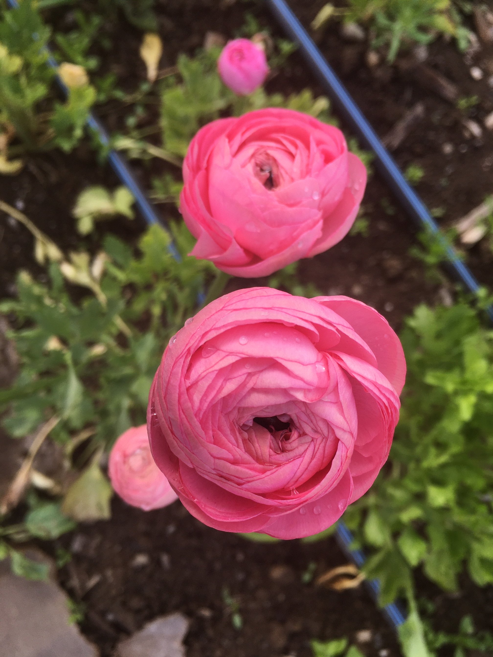 ranunculus_turnstone_farm.JPG