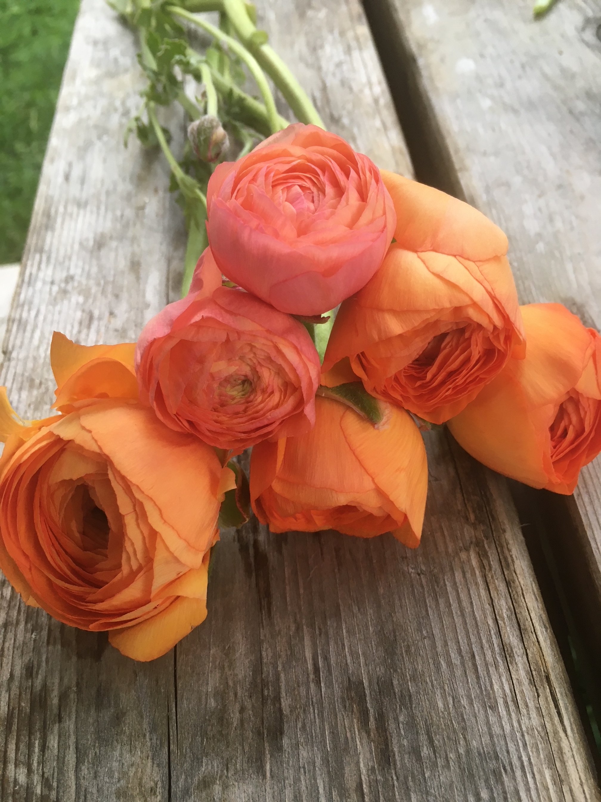 Turnstone_Farm_Orange_Ranunculus.JPG