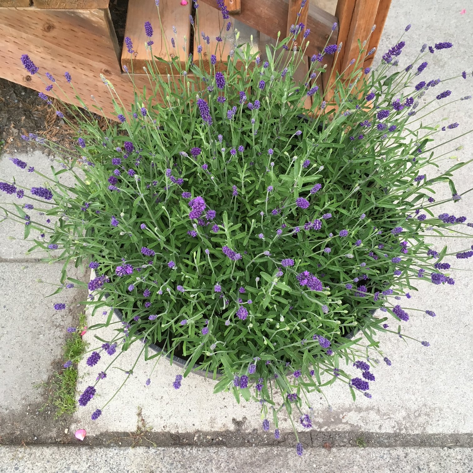 Lavender_The_IncrEdible_Garden.JPG