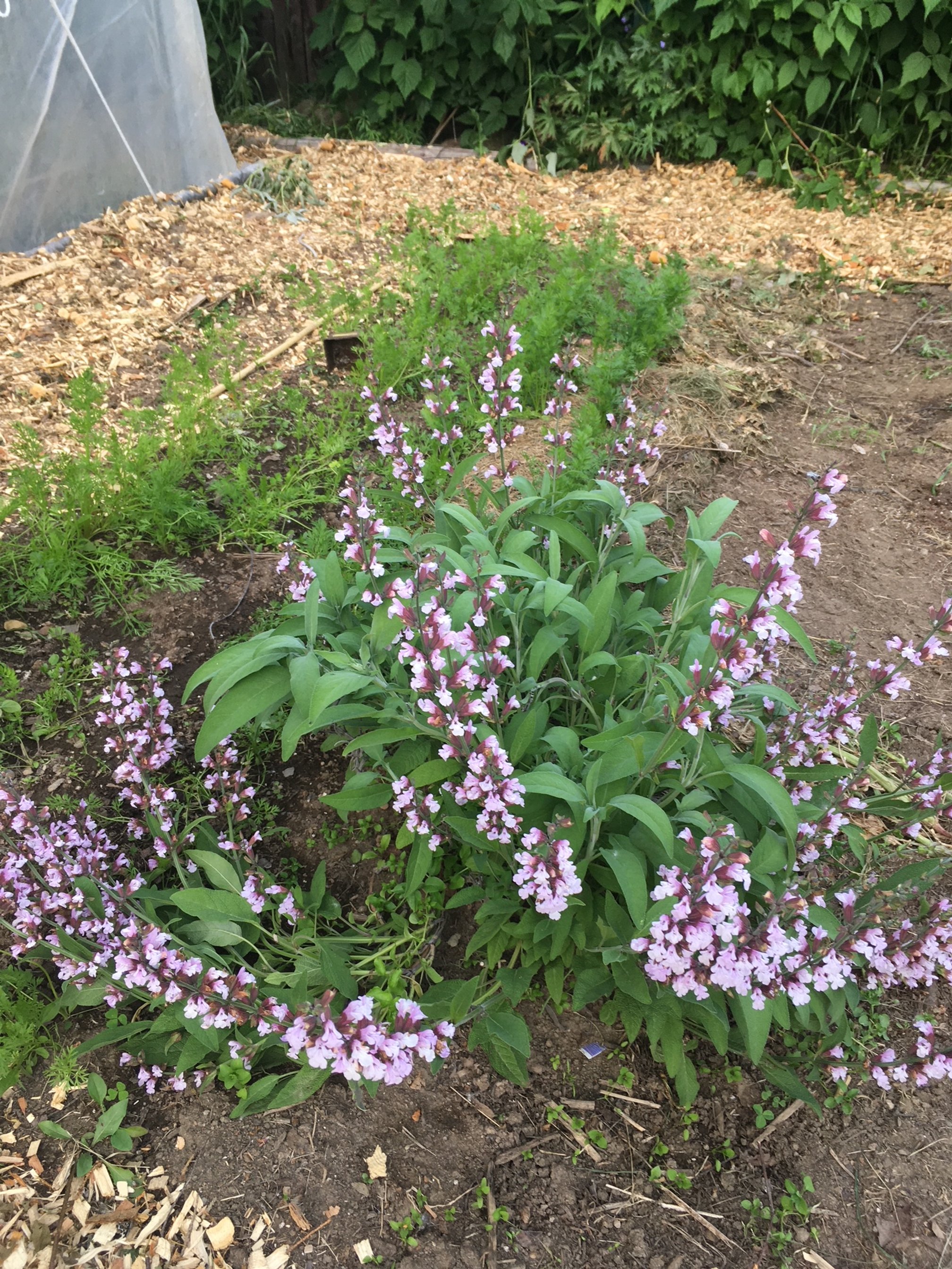 Sage_Flower_The_IndrEdible_Garden.JPG