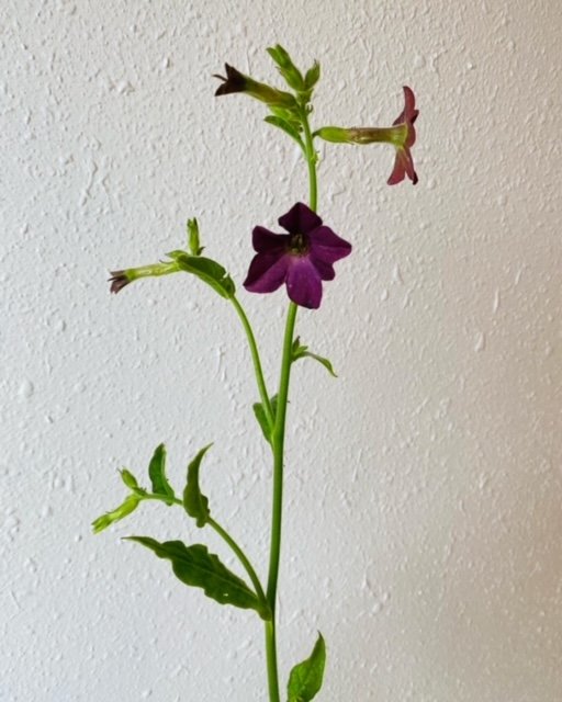 Nicotiana_Bronze_Queen_Turnstone_Farm.JPG