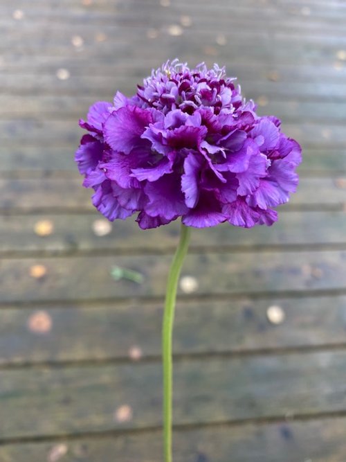 Oxford_Blue_Scabiosa_Turnstone_Farm.jpg