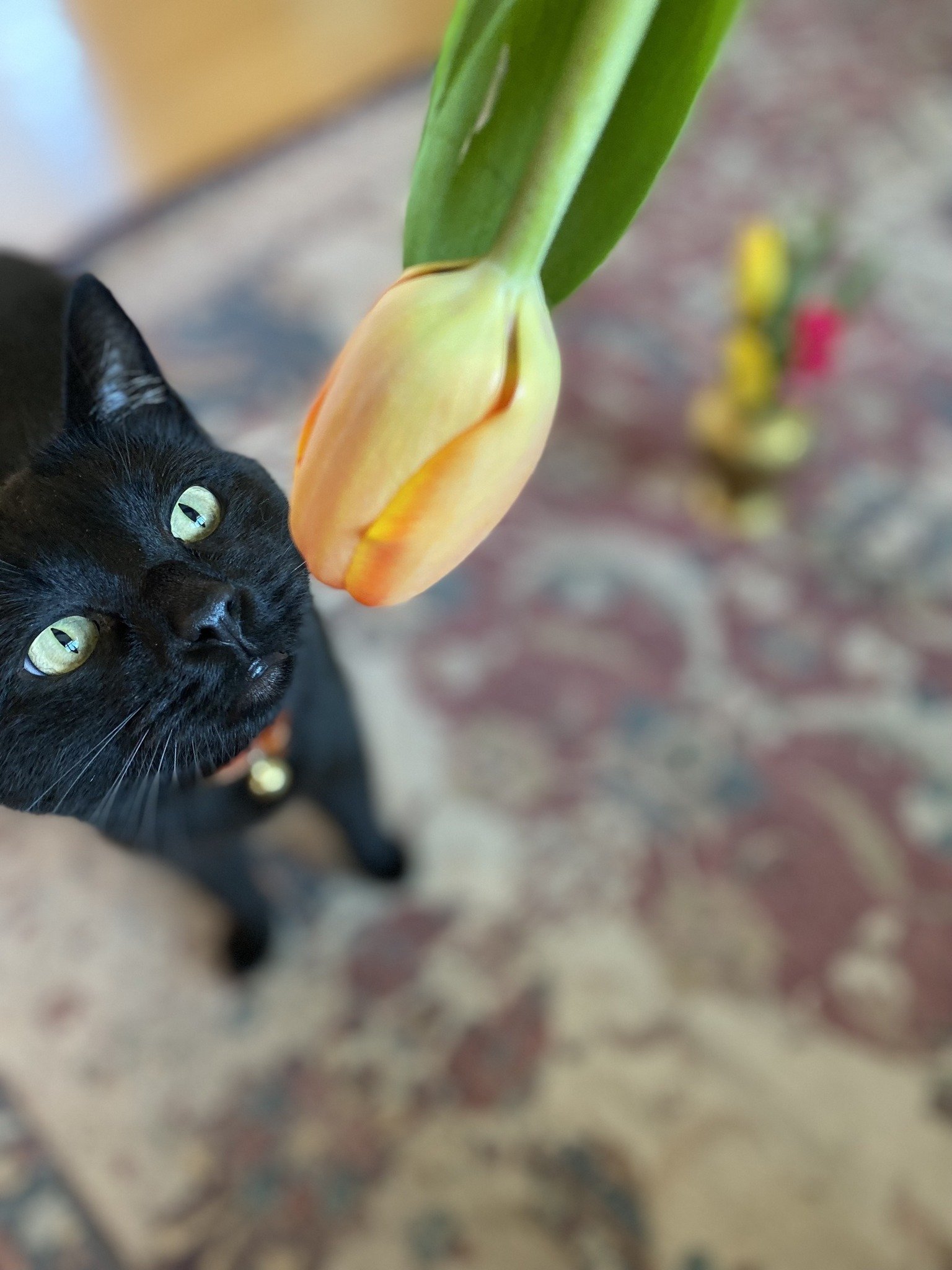 Happy Friday, everyone! Meet my adventurous feline ✈️ Jet

Other aliases: 🐾 Jet Pet 🐾 Jet Boil 🐾 Jetty Betty 🐾 Kitty Witty.

Do your pets have fun nicknames too? Drop them in the comments below&mdash;I'd love to hear what creative names you've co